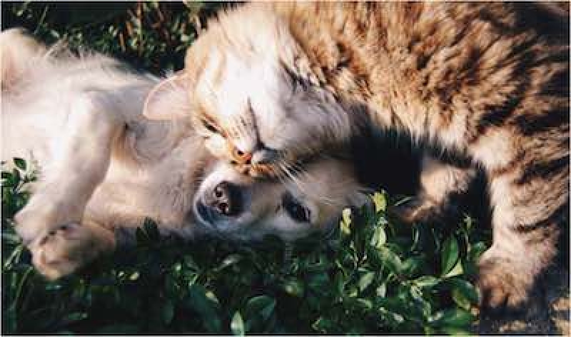 Dedicated: Protecting Animals: It's the Law