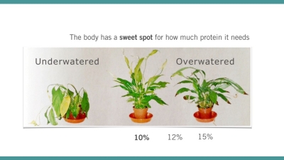 The China Study: The Optimal Amount of Protein Your Body Needs